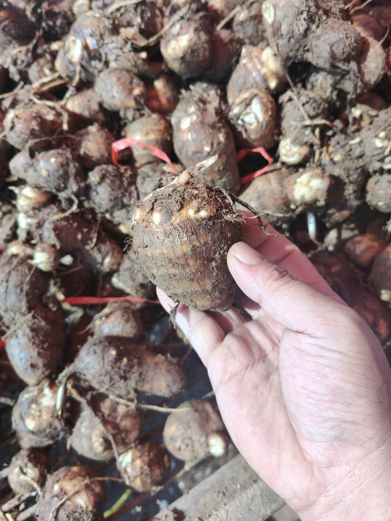 精品毛芋头芋头8520牛奶芋头电商超市商超