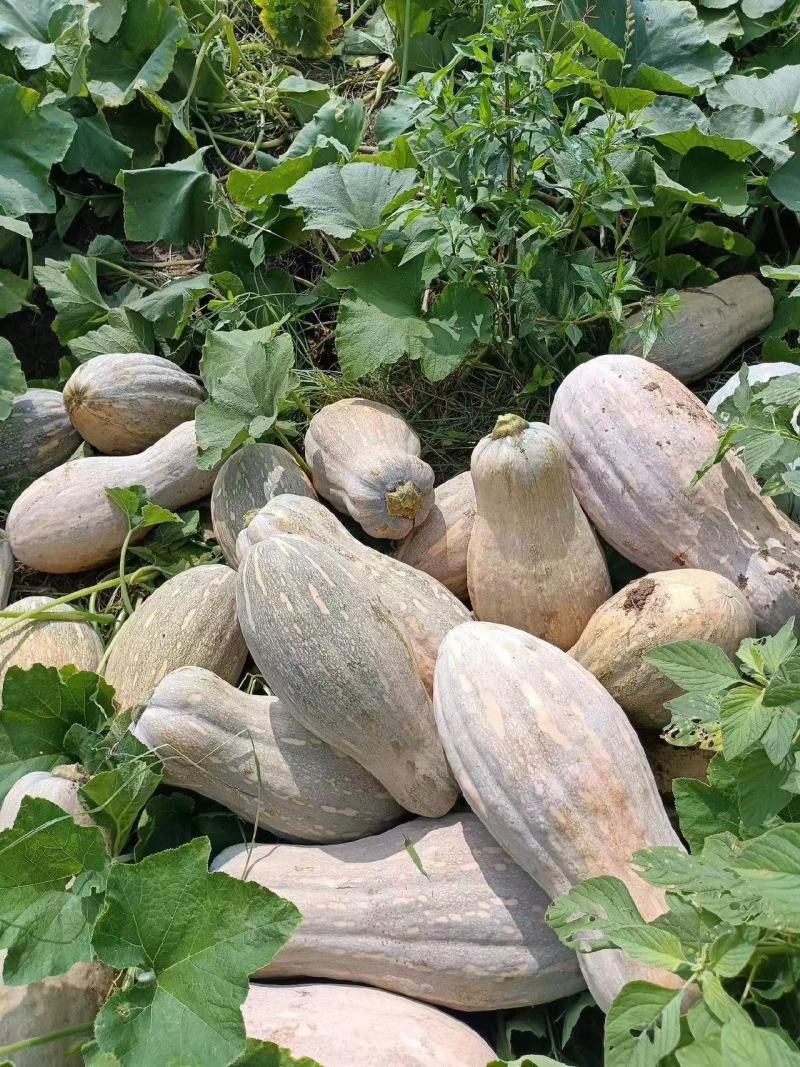 金韩密本南瓜万亩基地现货直发长条形南瓜色鲜靓价美