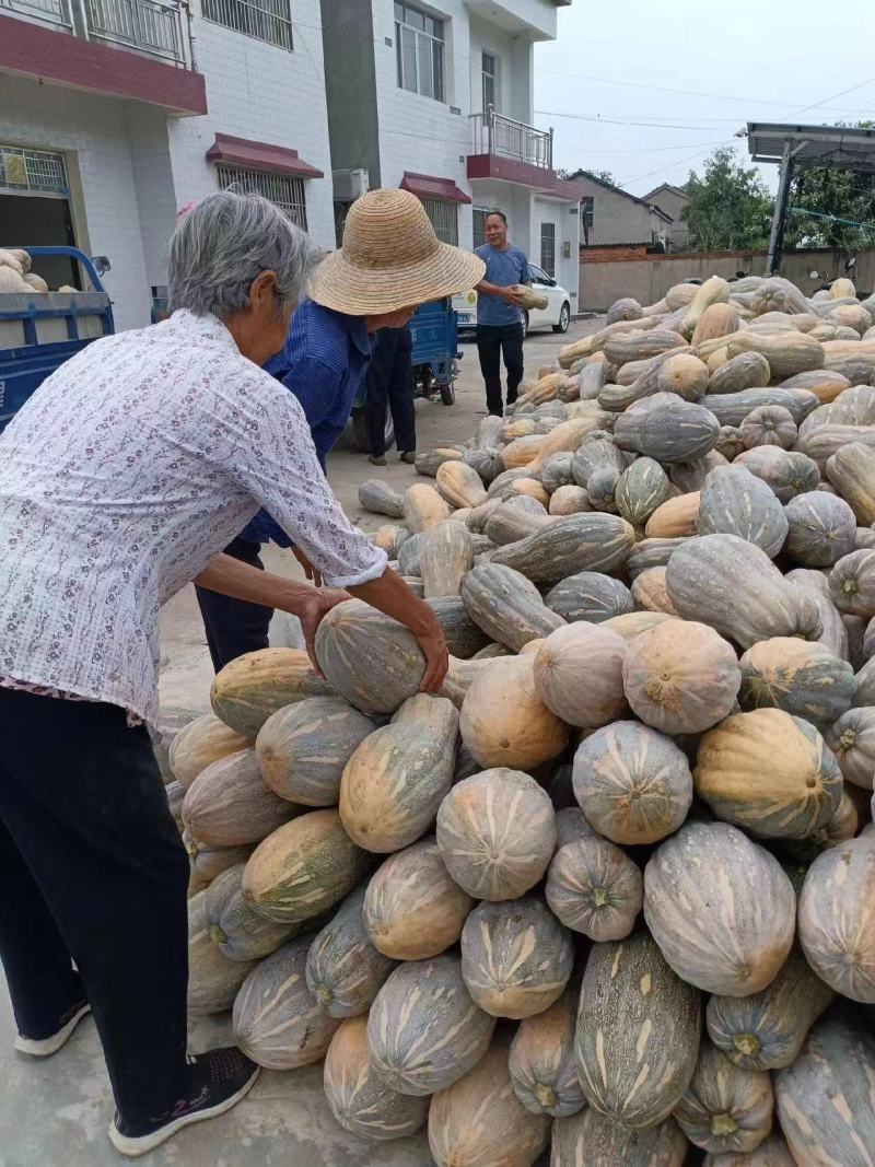 金韩密本南瓜万亩基地现货直发长条形南瓜色鲜靓价美