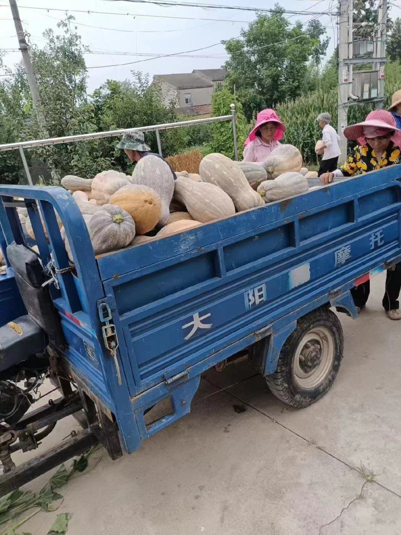 金韩密本南瓜万亩基地现货直发长条形南瓜色鲜靓价美