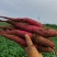 秦薯5号陕西板栗红薯面甜无丝量大从优软糯香甜对接全国