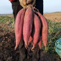 秦薯5号陕西板栗红薯面甜无丝量大从优软糯香甜对接全国