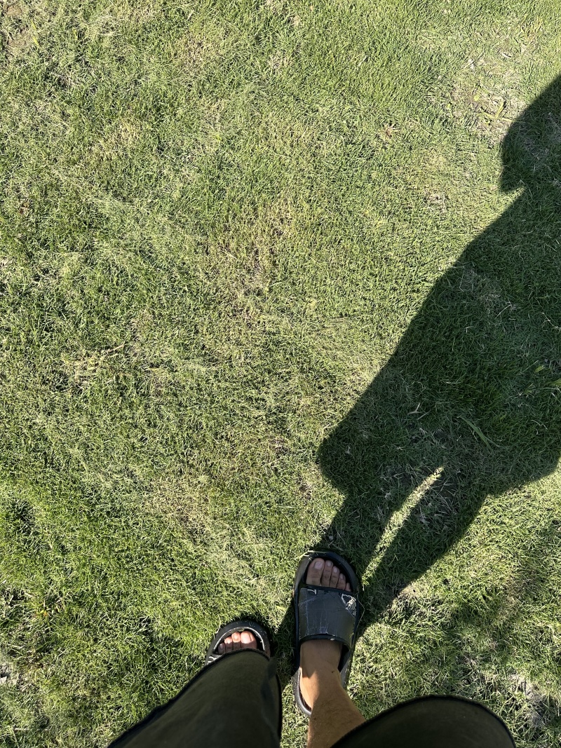 【实力】马尼拉草草皮，大量出售，价格优惠，欢迎欢购