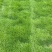 【实力】马尼拉草草皮，大量出售，价格优惠，欢迎欢购
