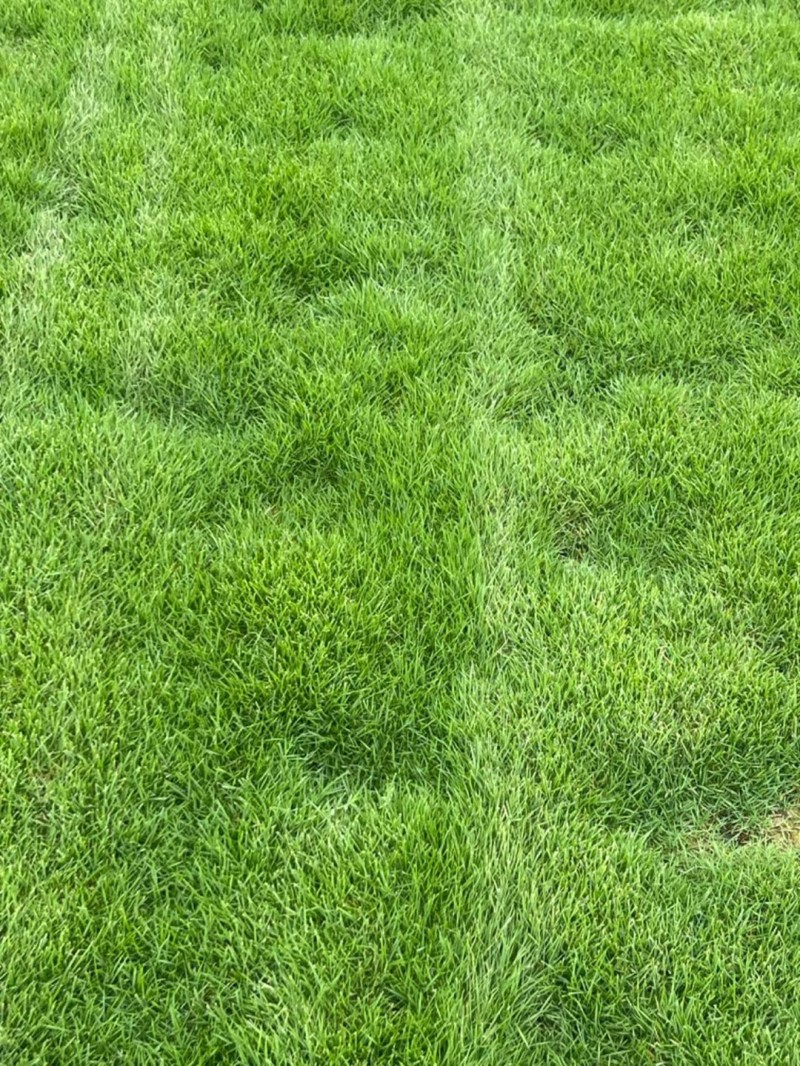 【实力】马尼拉草草皮，大量出售，价格优惠，欢迎欢购