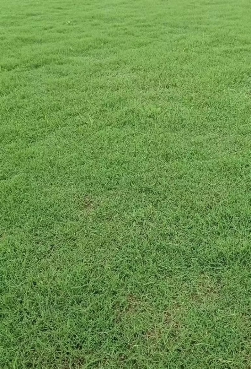 【实力】马尼拉草草皮，大量出售，价格优惠，欢迎欢购