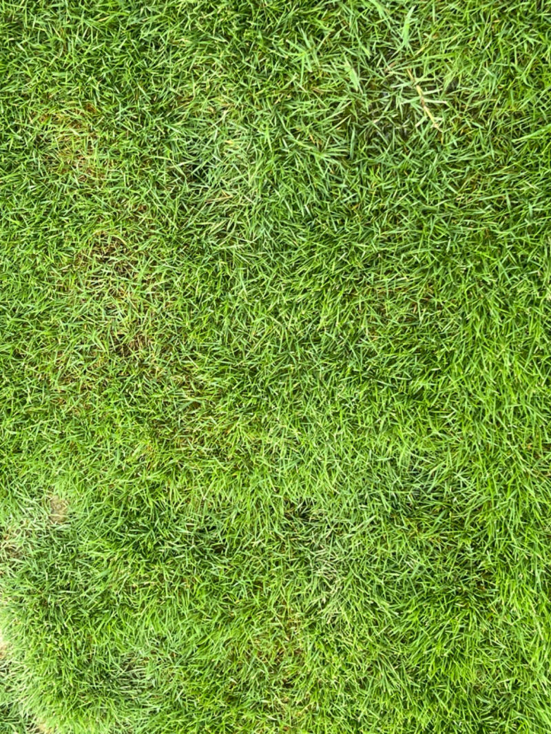 【推荐】马尼拉草草皮，大量出售，价格优惠，欢迎欢购