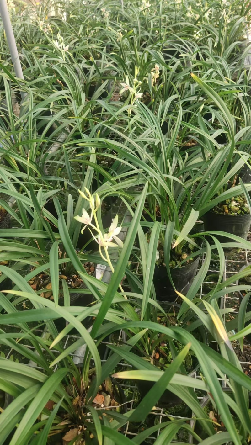 小凤仙兰花包指导漂亮好养好打理品质保障欢迎咨询