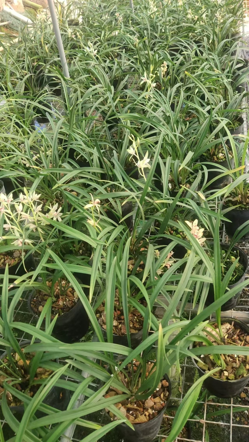 小凤仙兰花包指导漂亮好养好打理品质保障欢迎咨询