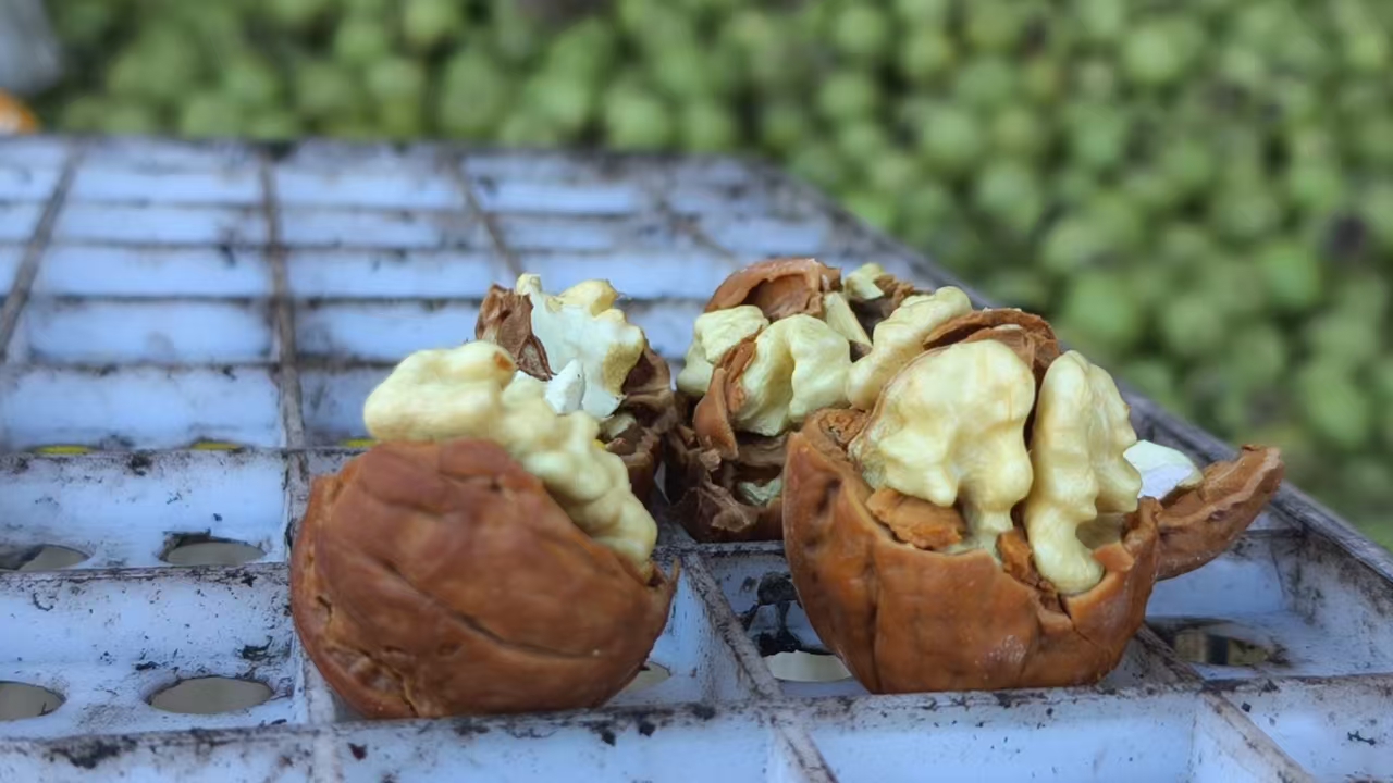文玩青皮核桃特写