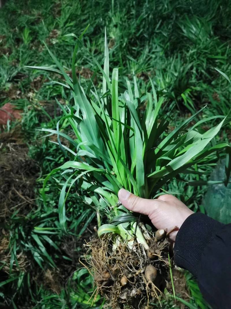 大花萱草绿化苗产地直发量大从优价格美丽当年开花耐寒
