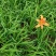大花萱草绿化苗产地直发量大从优价格美丽当年开花耐寒
