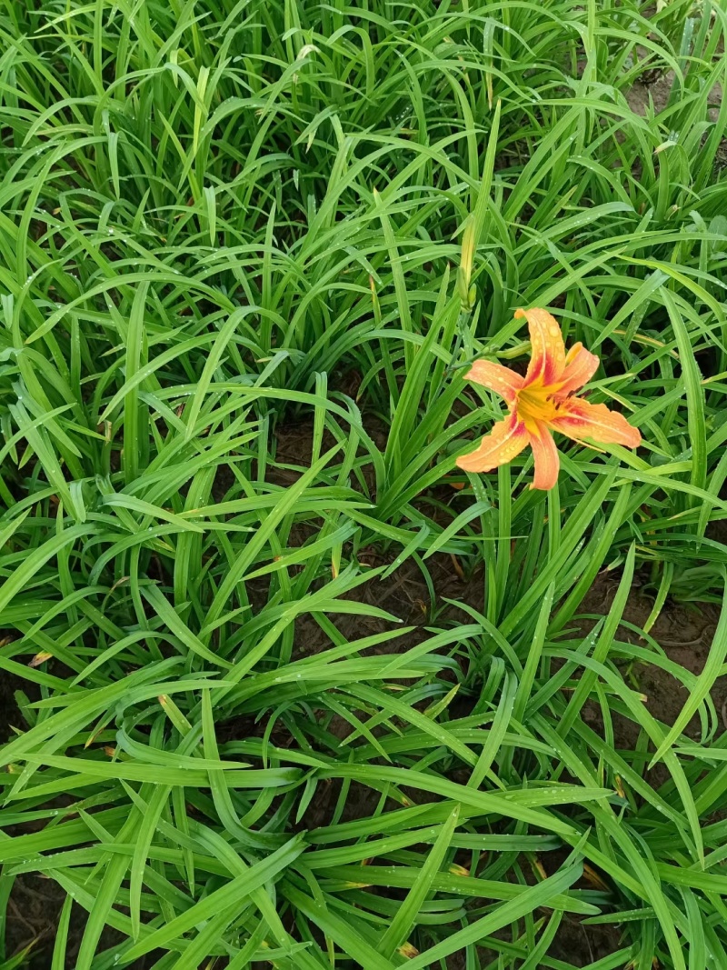 大花萱草绿化苗产地直发量大从优价格美丽当年开花耐寒