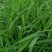 大花萱草绿化苗产地直发量大从优价格美丽当年开花耐寒