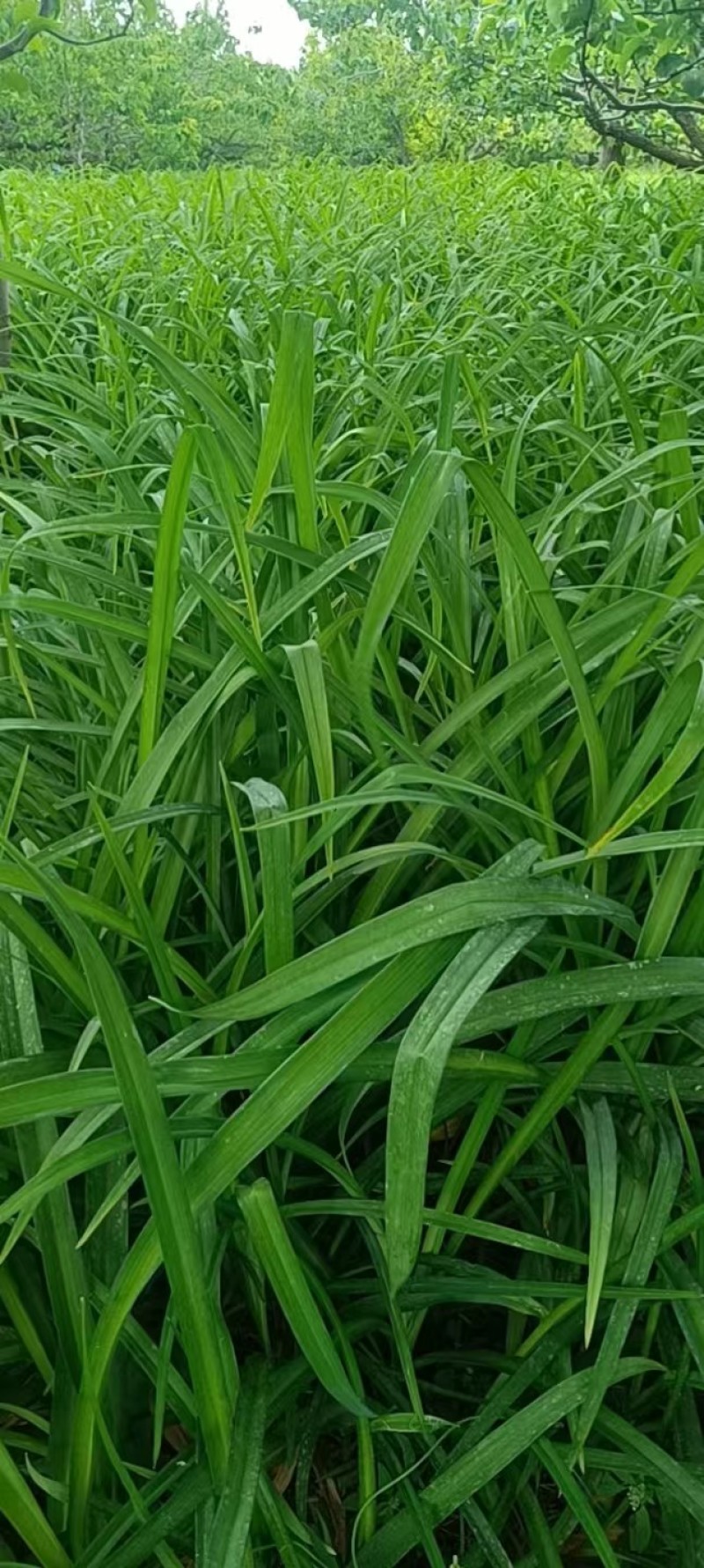 大花萱草绿化苗产地直发量大从优价格美丽当年开花耐寒