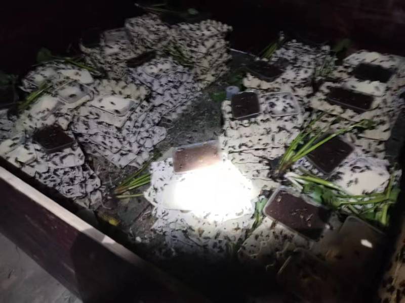 蟋蟀/干蟋蟀/冻蟋蟀应有欢迎洽谈合作保质保量