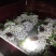 蟋蟀/干蟋蟀/冻蟋蟀应有欢迎洽谈合作保质保量