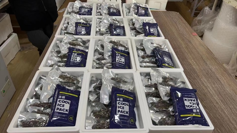 精品海参产地一手货源全国发货全年供应保质保量