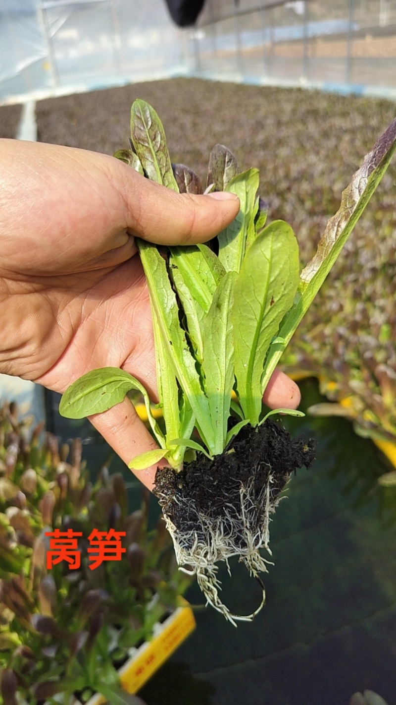 莴笋苗基地供应量大质优价格优惠一手货源包成活