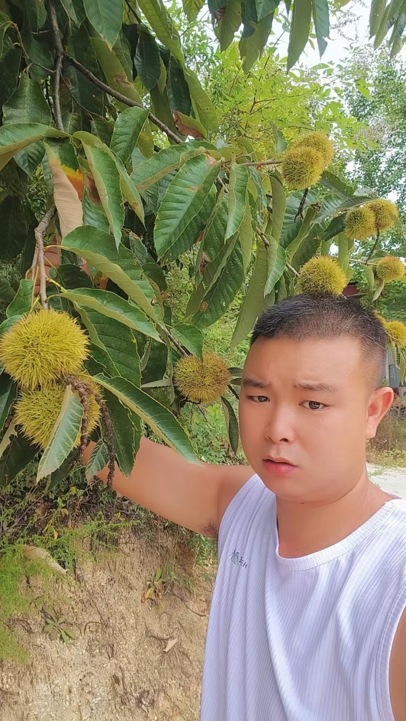 优质油板栗，产地直发供超市批发市场可视频看货