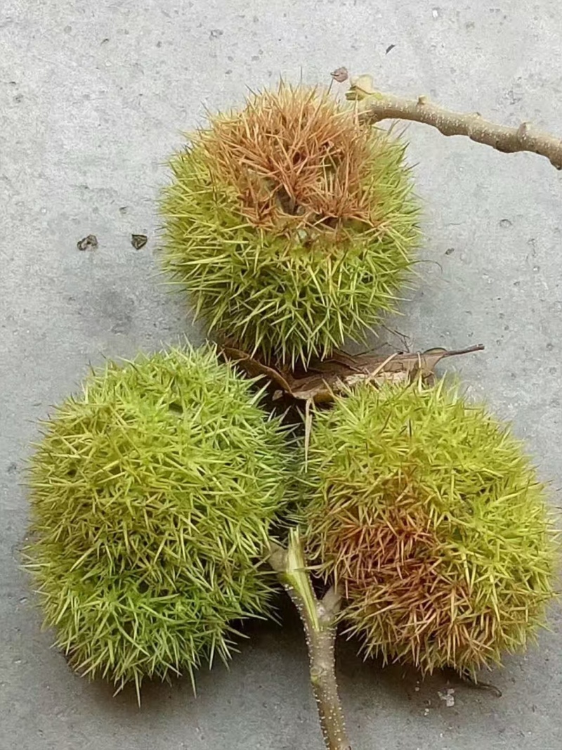 优质油板栗，产地直发供超市批发市场可视频看货