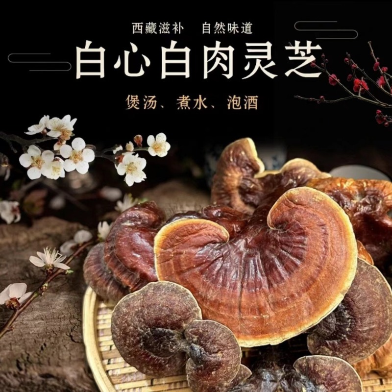 灵芝西藏白肉灵芝白肉灵芝一件代发