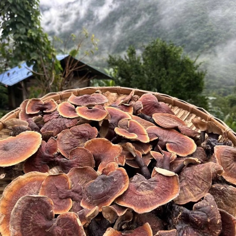 灵芝西藏白肉灵芝白肉灵芝一件代发