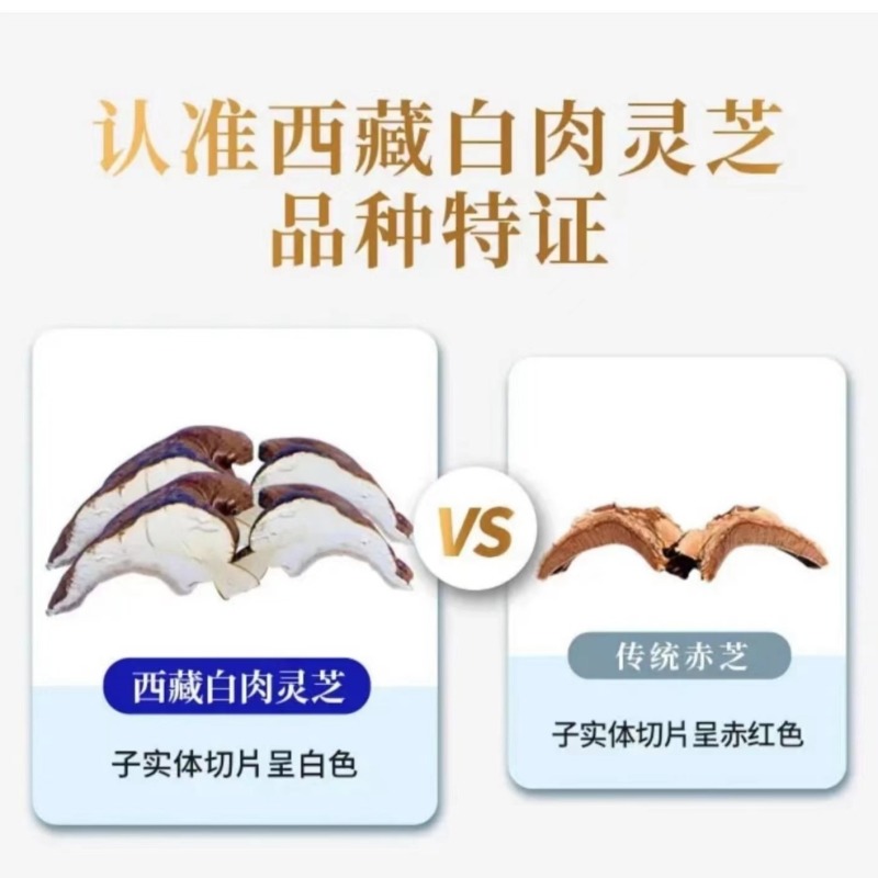 灵芝西藏白肉灵芝白肉灵芝一件代发