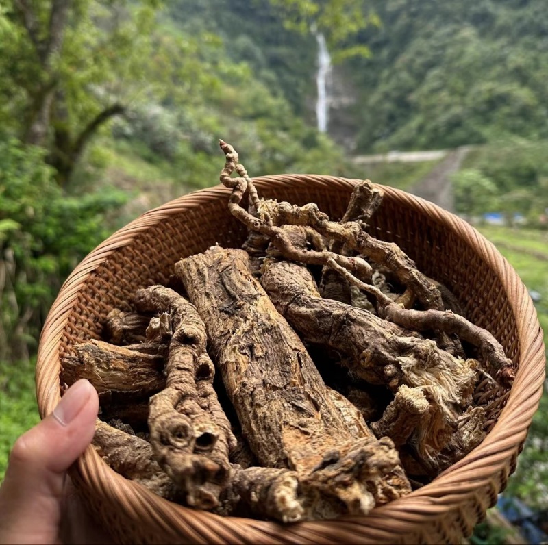 西藏当归藏当归产地货源一件代发