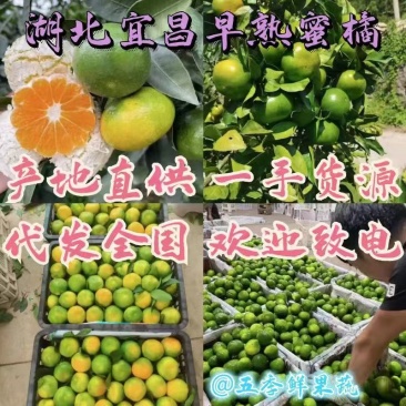湖北蜜橘早熟高山蜜橘货源充足量大从优实力代发