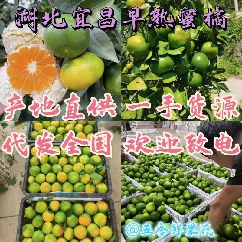 湖北蜜橘早熟高山蜜橘货源充足量大从优实力代发