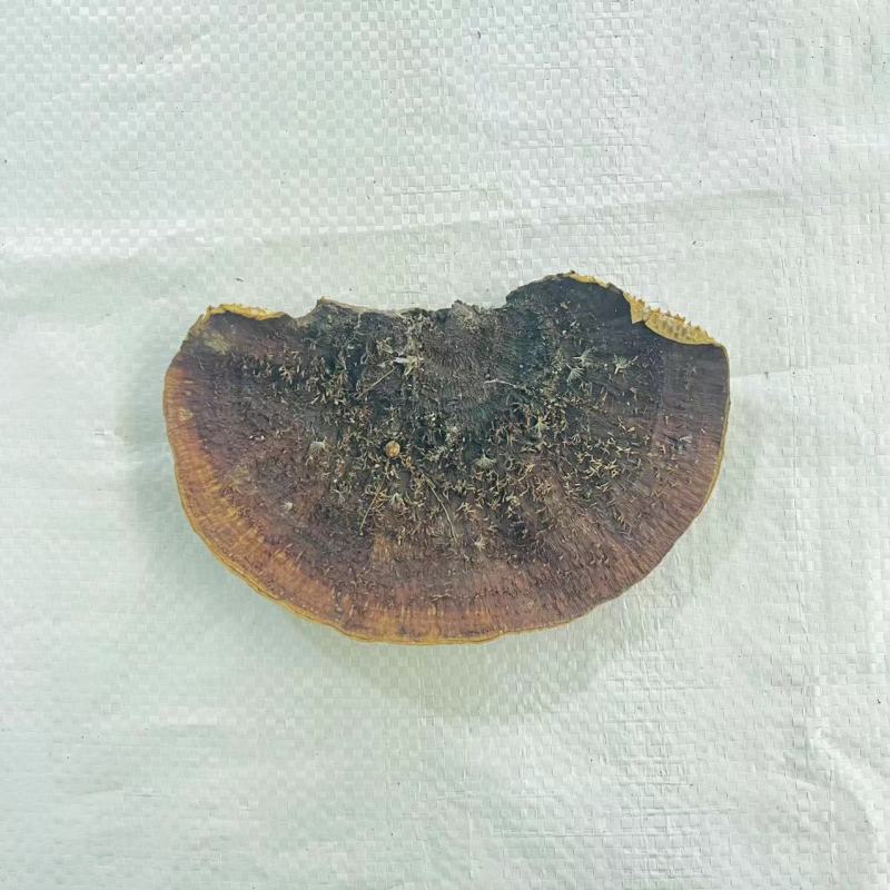 灵芝蜂窝灵芝蜂窝层孔菌毛蜂窝菌产地货源一件代发