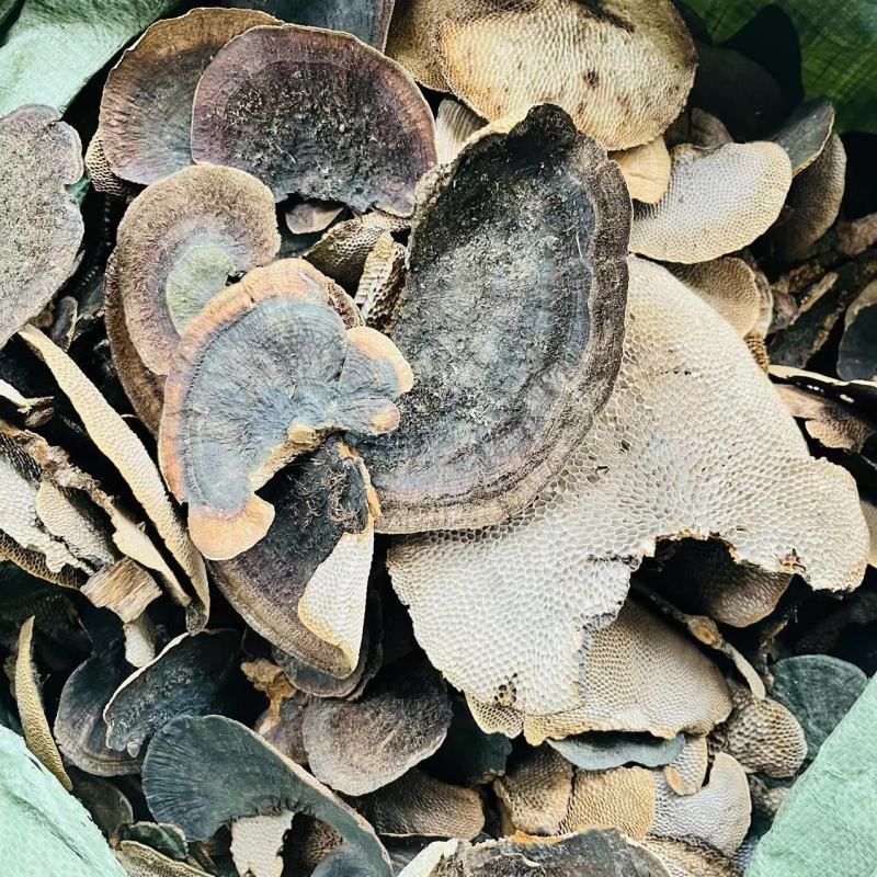 灵芝蜂窝灵芝蜂窝层孔菌毛蜂窝菌产地货源一件代发