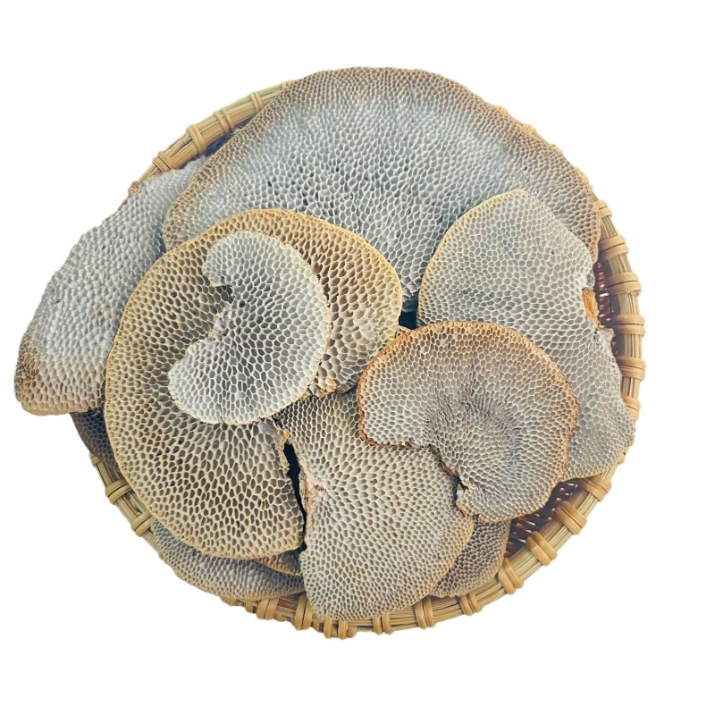 灵芝蜂窝灵芝蜂窝层孔菌毛蜂窝菌产地货源一件代发