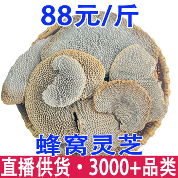灵芝蜂窝灵芝蜂窝层孔菌毛蜂窝菌产地货源一件代发