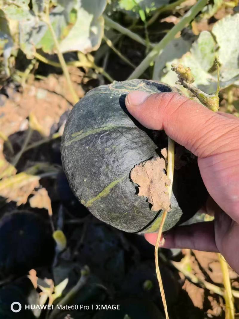 【优选贝贝南瓜】内蒙古南瓜-贝贝南瓜-产地直发品质保证