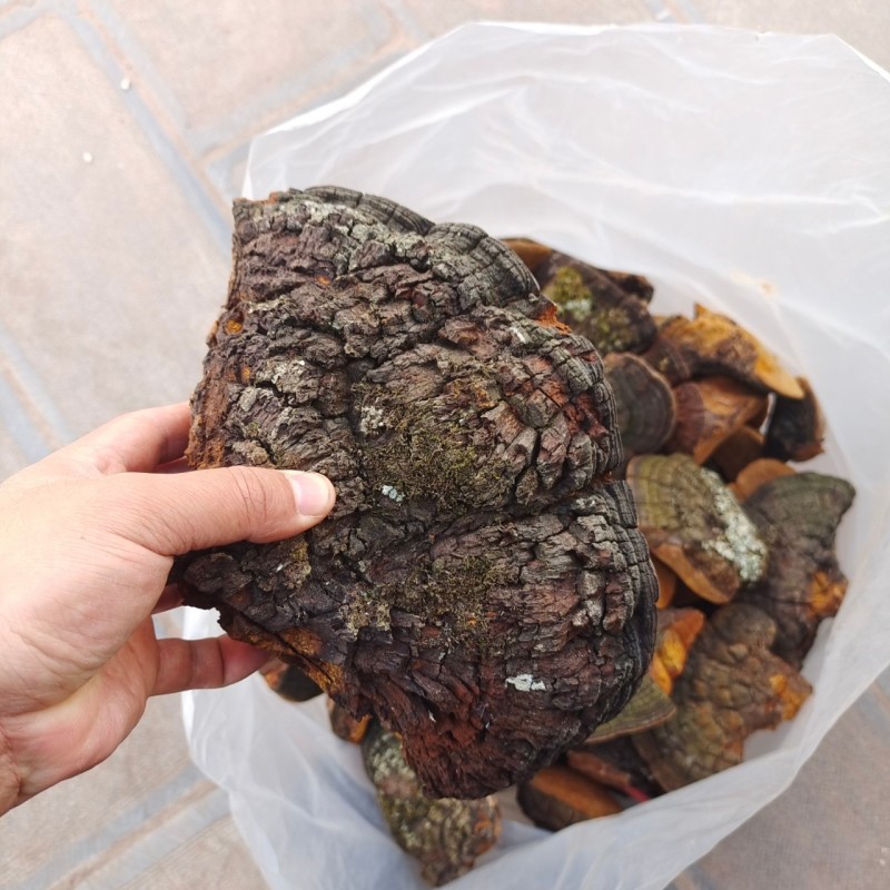 桑黄云南紫油黄批发紫油桑黄云南桑黄