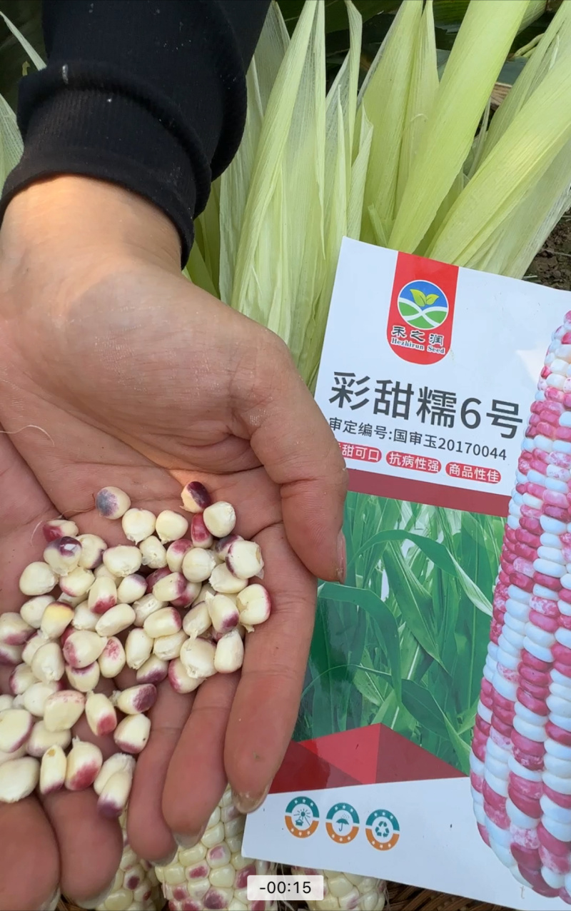彩甜糯玉米种子，大田作物，南北通种，欢迎老板咨询