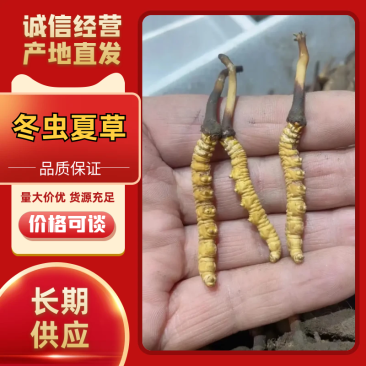精品冬虫夏草/青海冬虫夏草/产地直发/老板热情