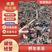 羌活野生羌活产地直发品质保证量大从优欢迎进店下单