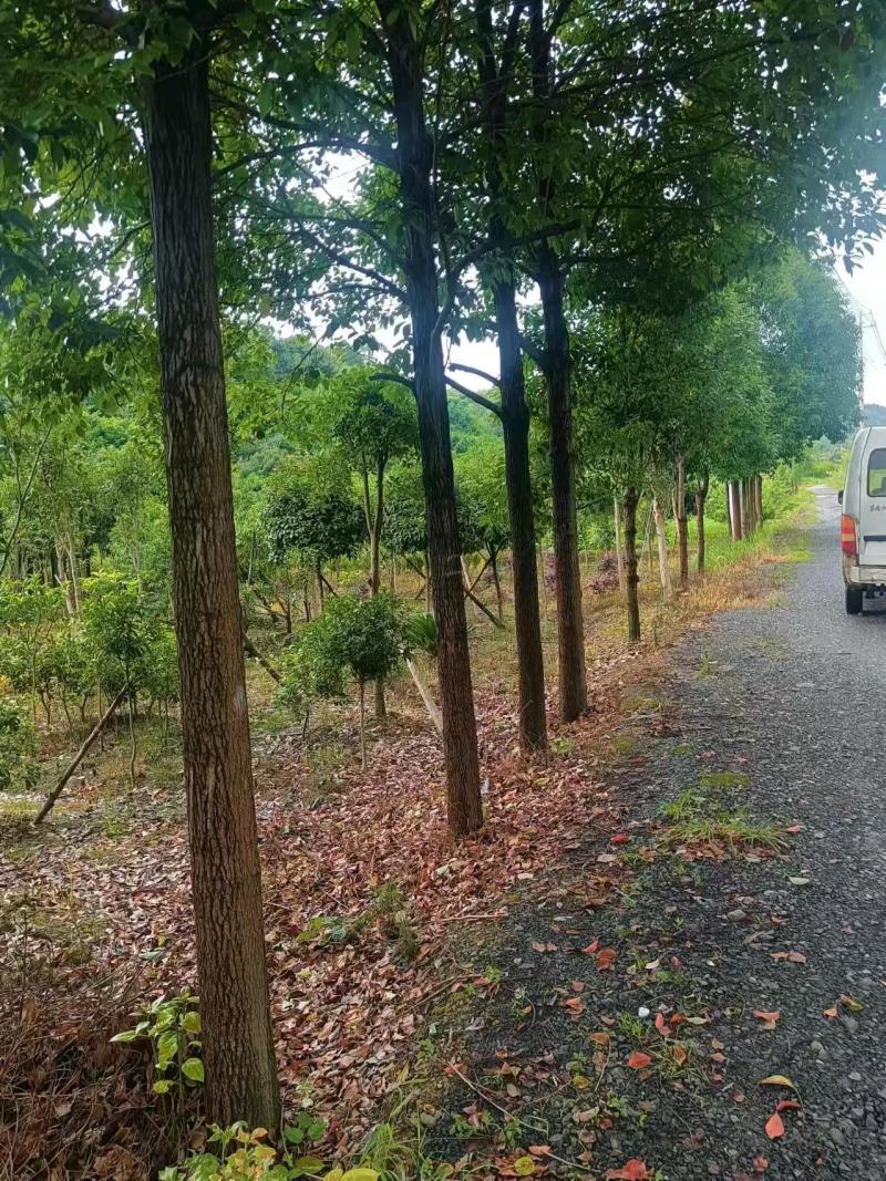 精品香樟树产地直供保险保优量大价美欢迎致电