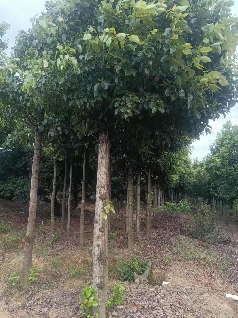 精品香樟树产地直供保险保优量大价美欢迎致电