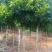 精品香樟树产地直供保险保优量大价美欢迎致电