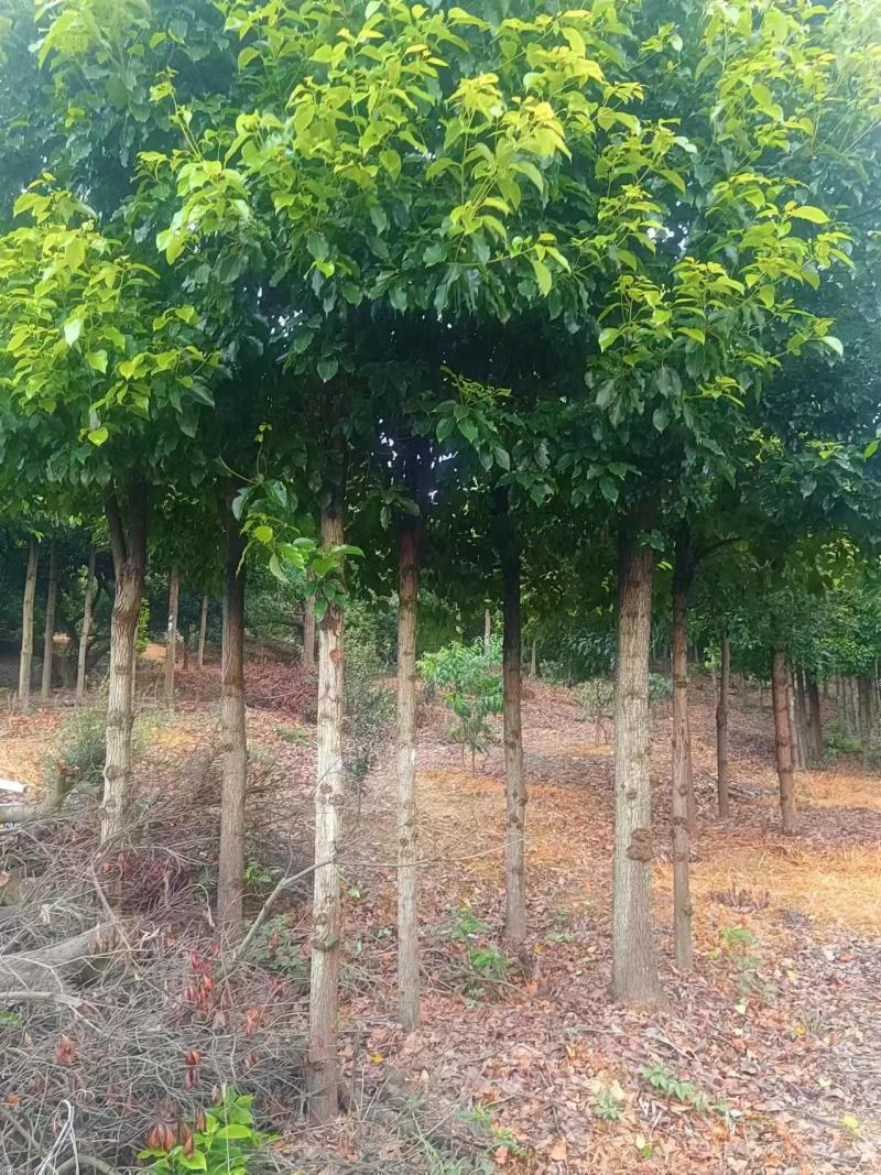 精品香樟树产地直供保险保优量大价美欢迎致电