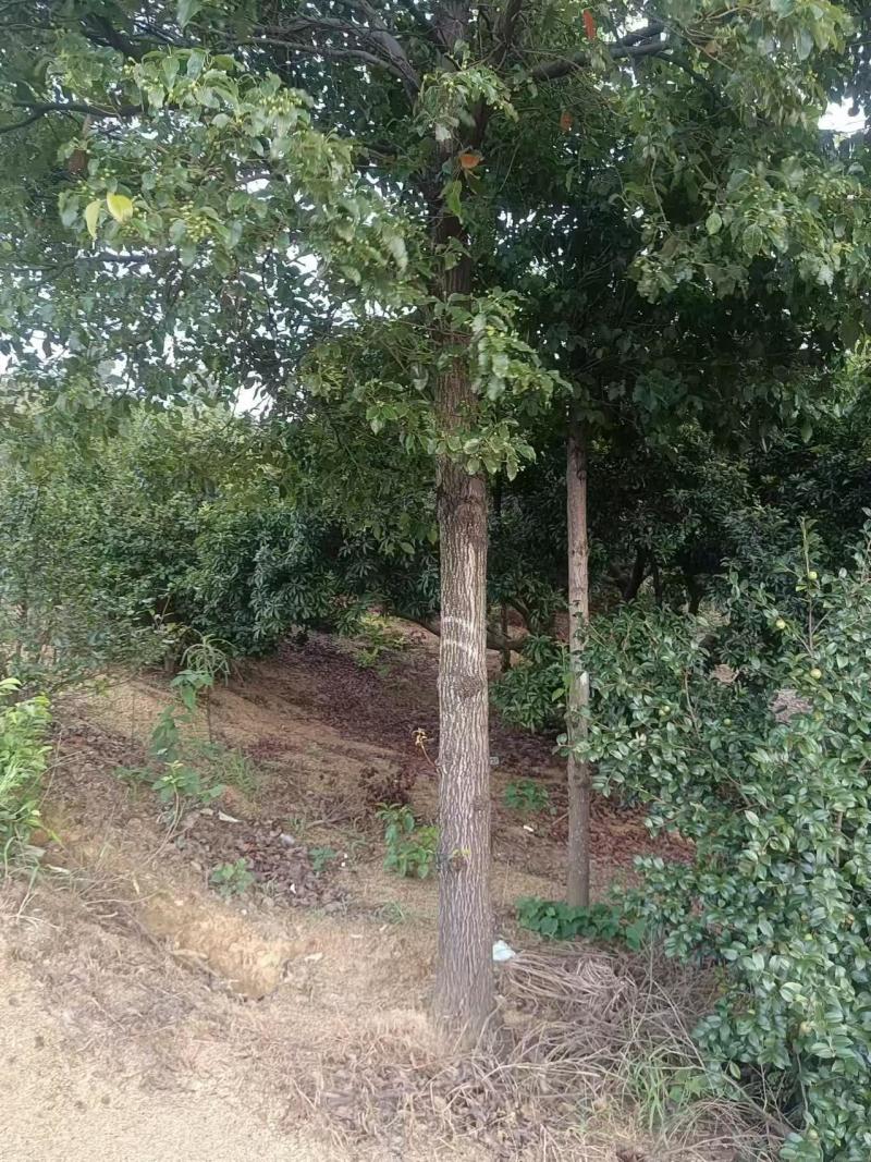 精品香樟树产地直供保险保优量大价美欢迎致电
