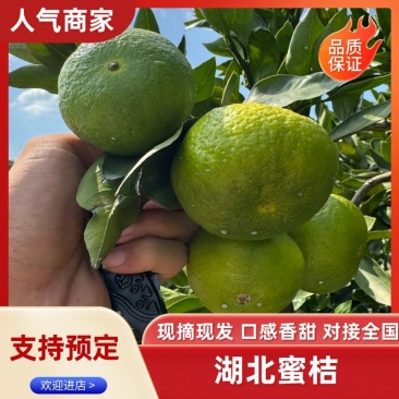 蜜桔湖北蜜桔正宗蜜桔产地批发一手货源量大从优