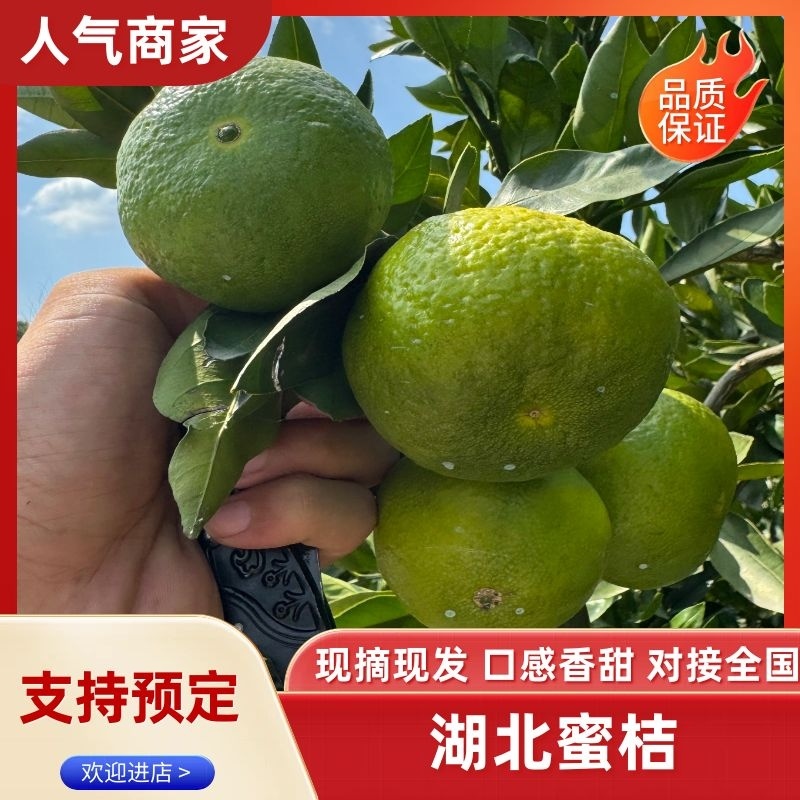 蜜桔湖北蜜桔正宗蜜桔产地批发一手货源量大从优