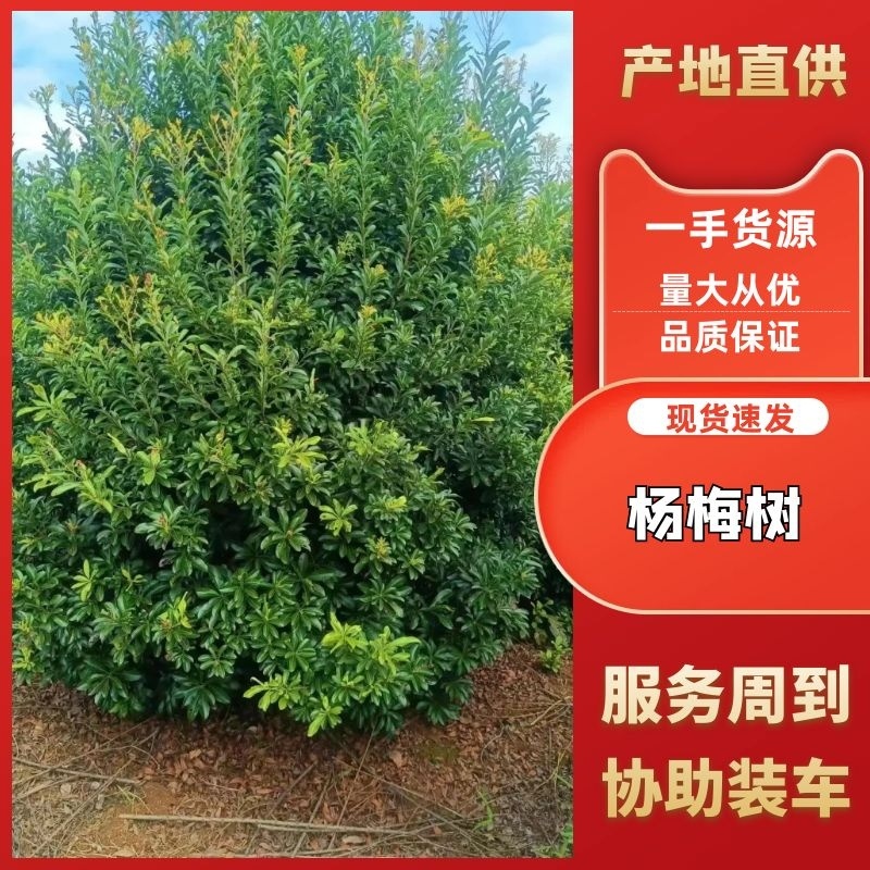 精品绿化杨梅树产地直发保鲜保湿质量无忧可视频看货