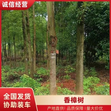 精品香樟树产地直供保险保优量大价美欢迎致电