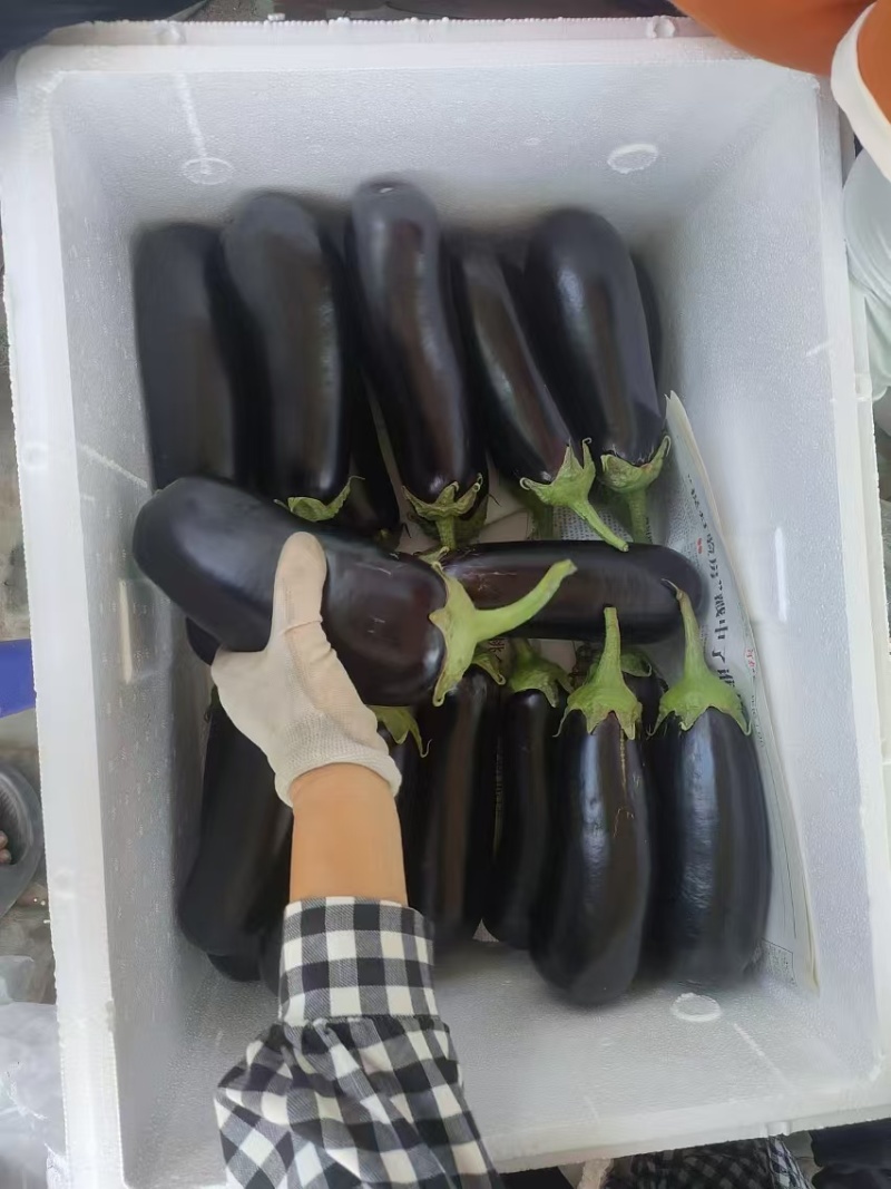 【黑茄王】烧烤茄黑棒茄河南焦作基地直供一手货源